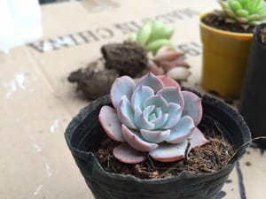 美職カンパニー