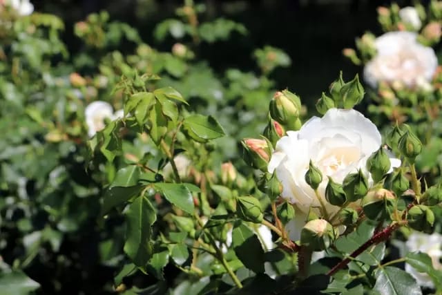 Image Job Office Lady